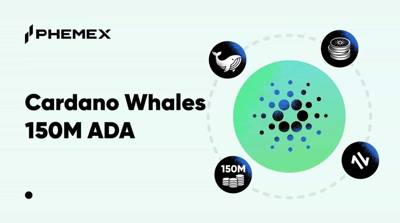 Что знают крупные держатели Cardano о 150 млн ADA, чего не знают розничные трейдеры?